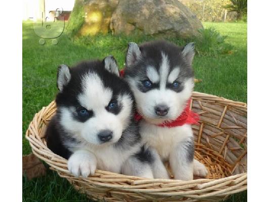 PoulaTo: καλά εκπαιδευμένο Χάσκυ